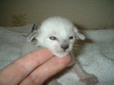 very cute Siamese kitten.jpg
