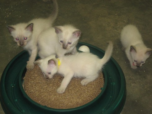 white Siamese kittens playing.jpg
