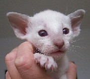 young Siamese kitten face.jpg
