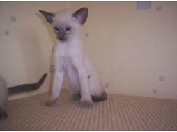 young Siamese kitten.jpg
