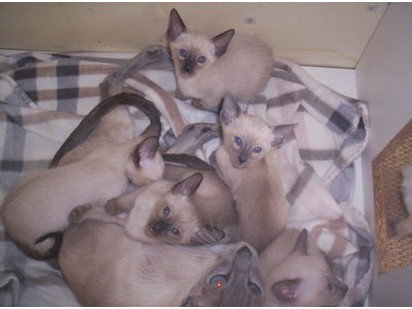 6 Siamese kittens.jpg
