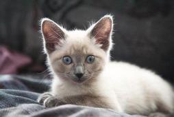 adorable Siamese kitten.jpg
