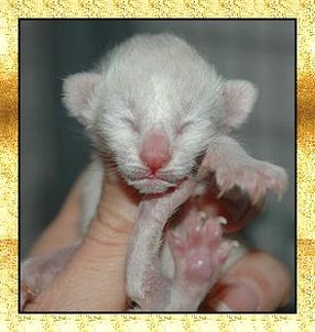 baby young Siamese kitten.jpg

