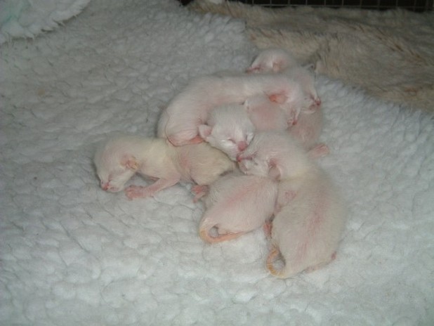baby young Siamese kittens.jpg
