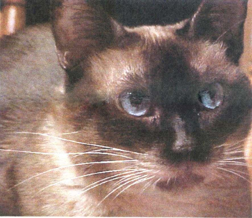 Chocolate Siamese Cat.jpg
