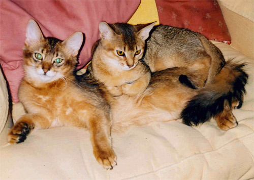 two Abyssinian cats in gold and black

