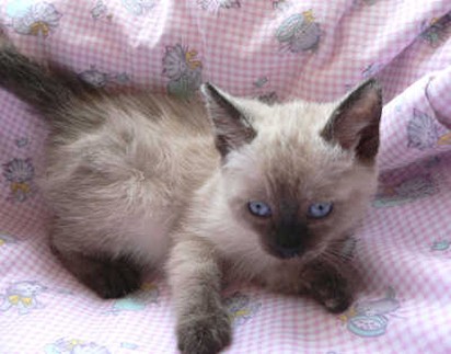 chocolate Siamese kitten_so cute kitten.jpg

