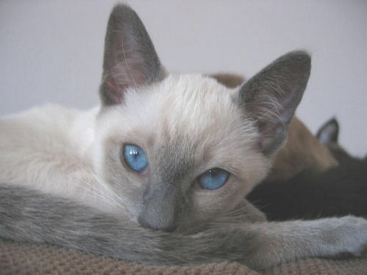 close up face of Siamese cat.jpg
