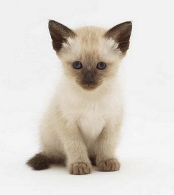 cute young Siamese kitten.jpg
