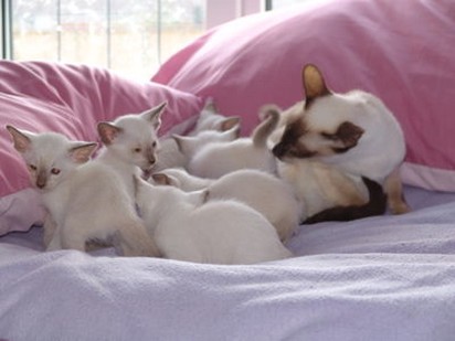 group at Siamese kittens.jpg
