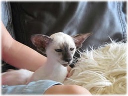 photo of Siamese kitten.jpg
