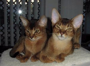 Two Abyssinian cats in gold
