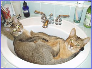 two Abyssinian cats
