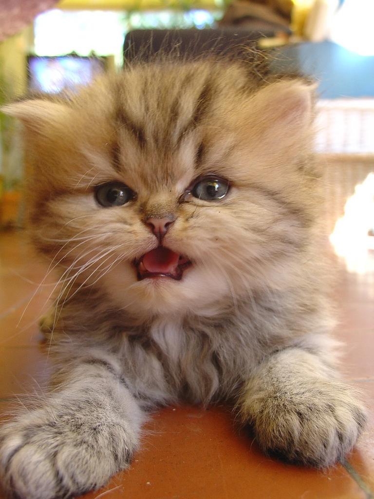 persian kitten meoing.jpg
