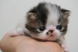 Persian Kittens
