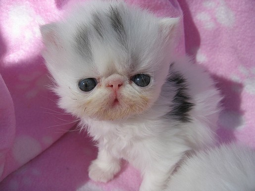 Persian kitten looking funny.jpg

