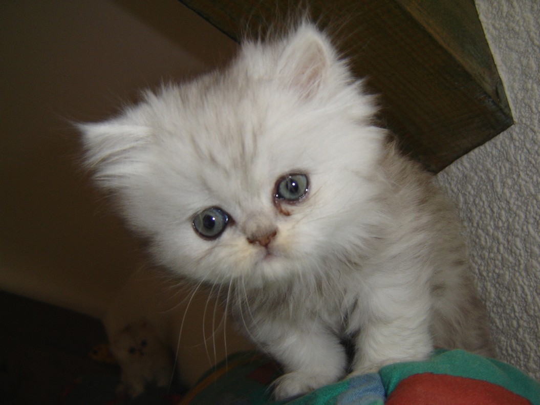 persian kitten looking down.jpg
