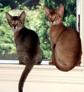 two Abyssinian cats_cuties
