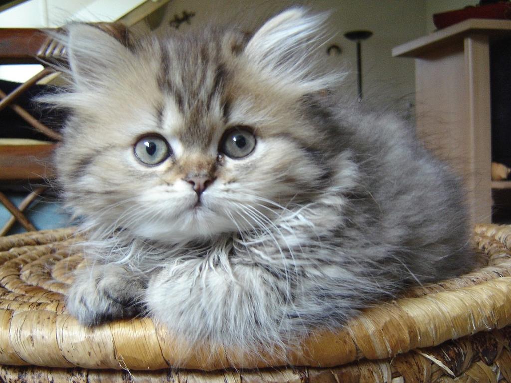 persian kitten in white gray and tan.jpg
