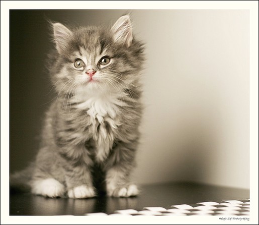 persian kitten in white and black picture.jpg
