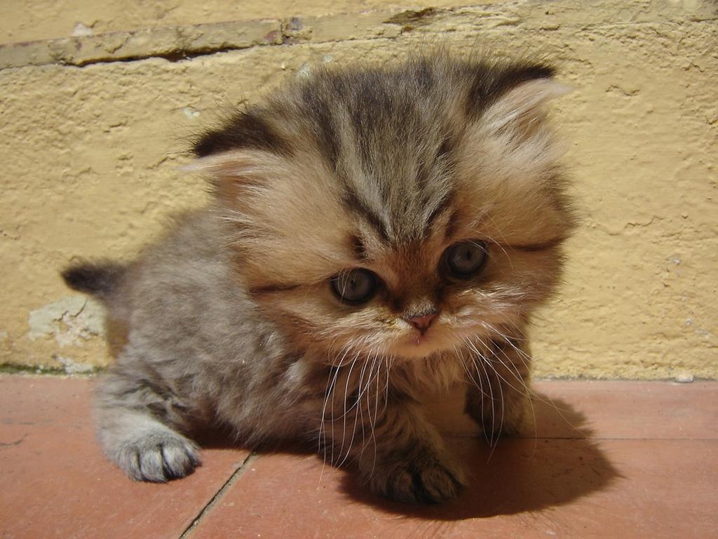 persian kitten in three tone colors.jpg
