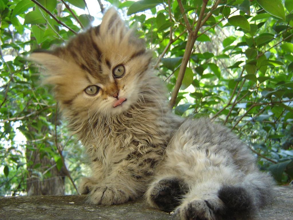 persian kitten in garden.jpg
