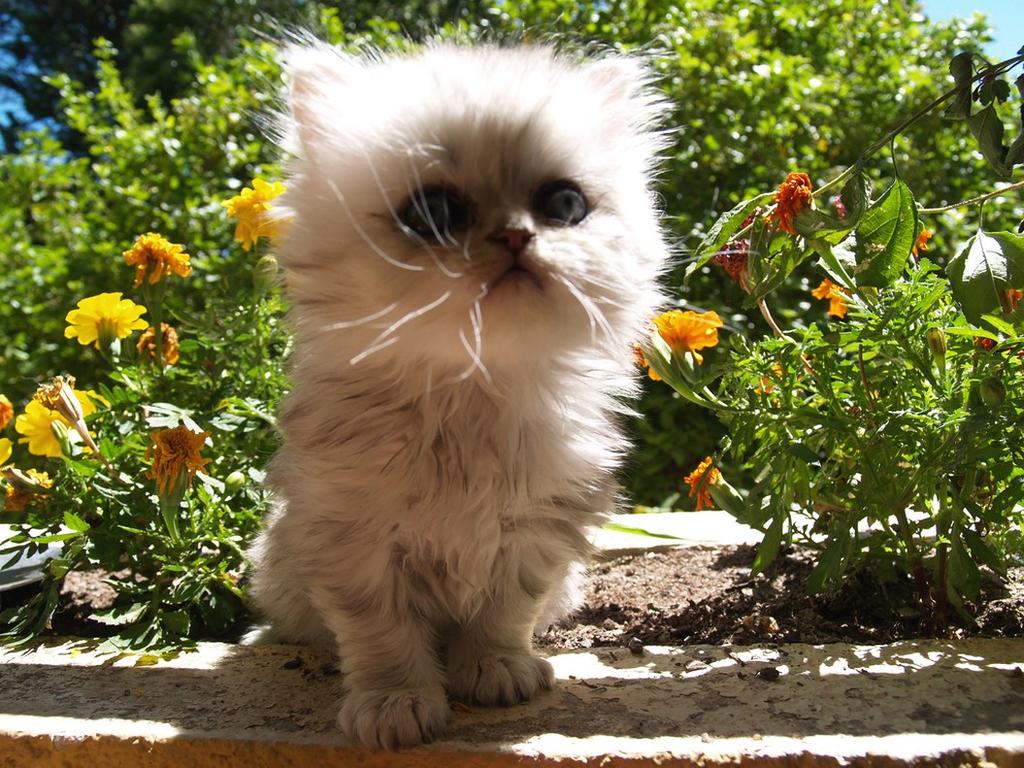 persian kitten in garden with flowes.jpg
