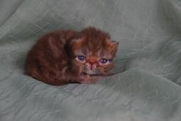 persian kitten in brown.jpg
