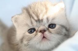 persian kitten face.jpg
