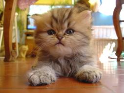 persian kitten face close up.jpg
