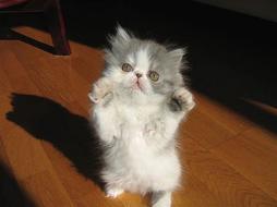 persian kitten dancing.jpg

