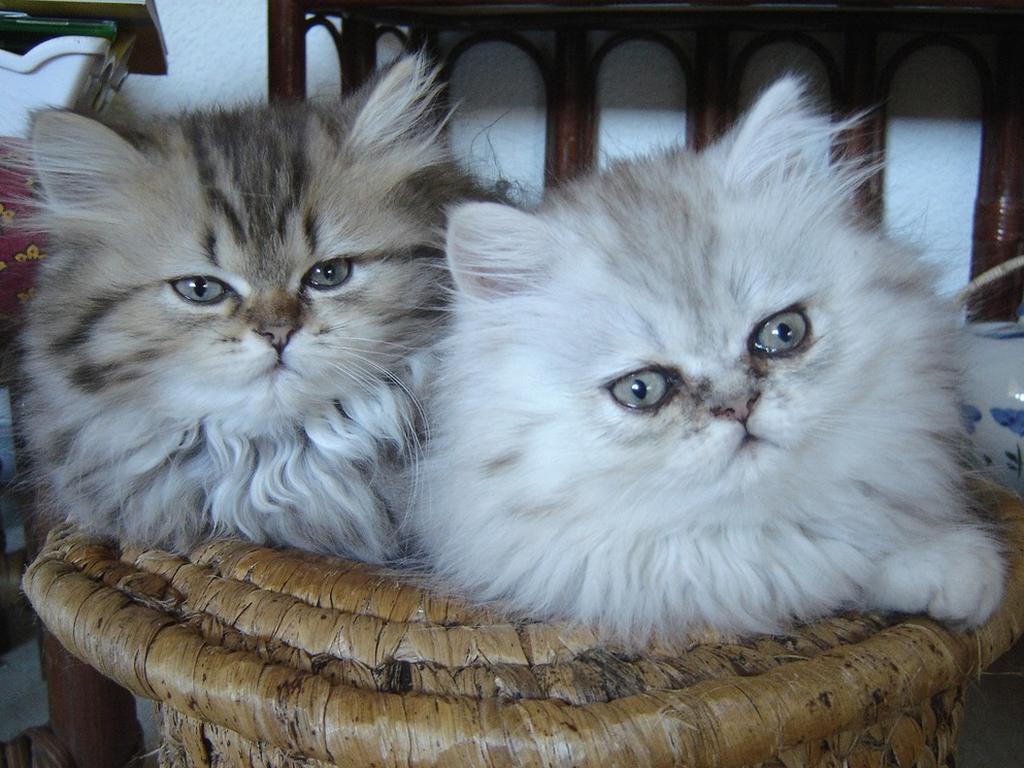 persian kitten breedings.jpg
