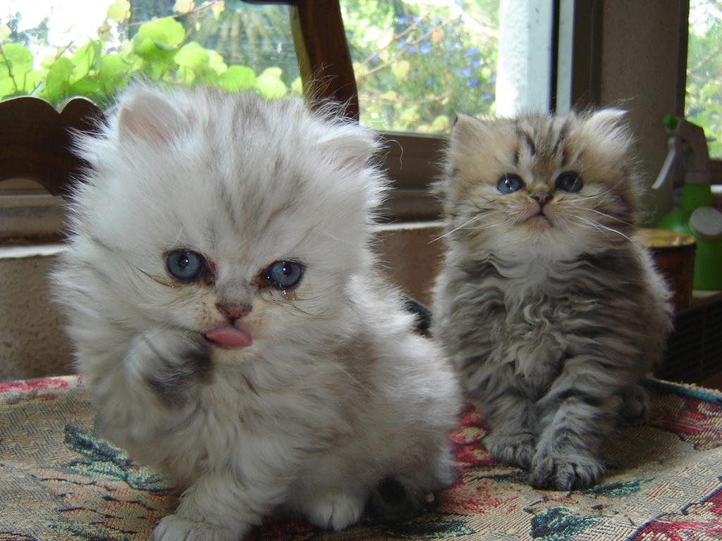 persian kitten breeders .jpg
