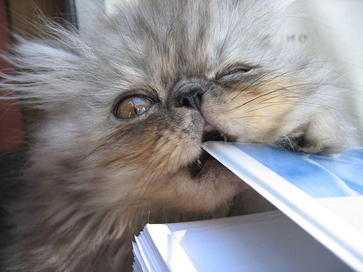 Persian kitten biting.jpg

