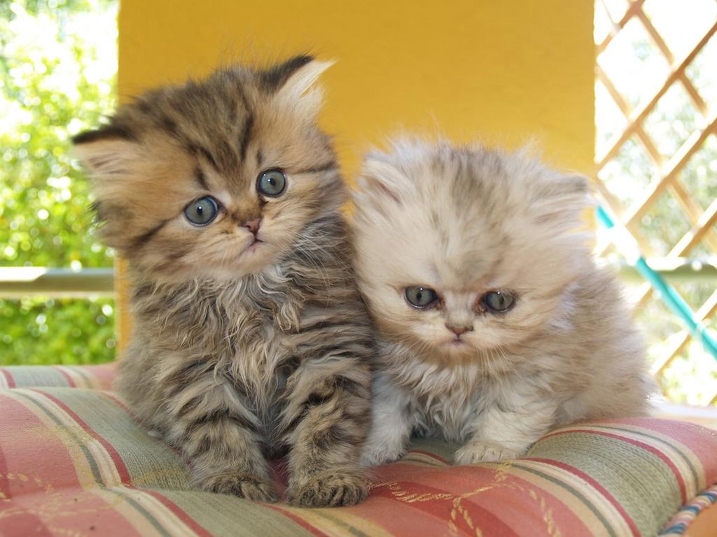 persian cats.jpg

