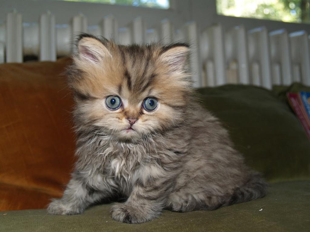 persian cat.jpg

