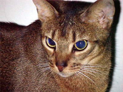 Abyssinian cat face

