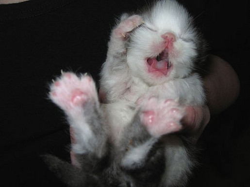 newborn persian kitten.jpg
