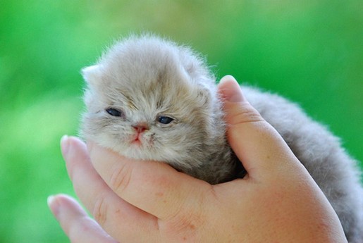 light gray persian kitten.jpg
