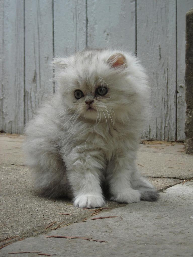 grayish white persian kitten.jpg
