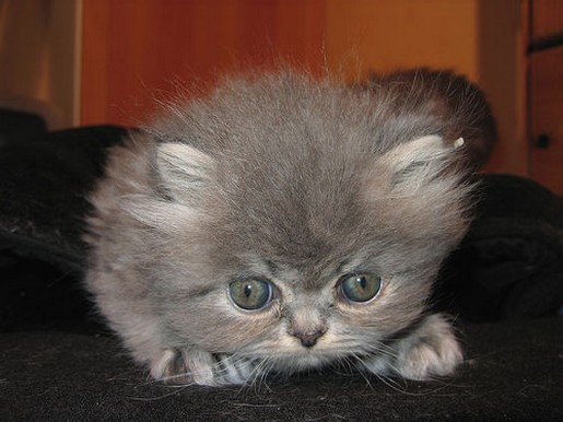 gray persian cat.jpg
