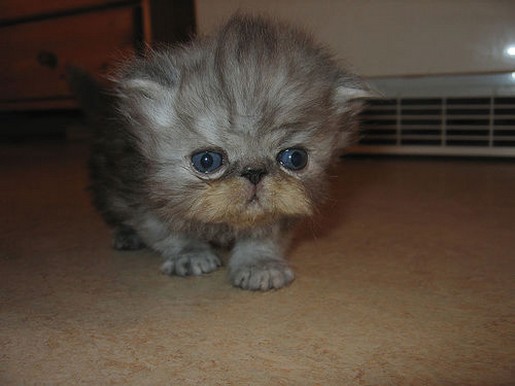funny Persian kitten. in gray.jpg

