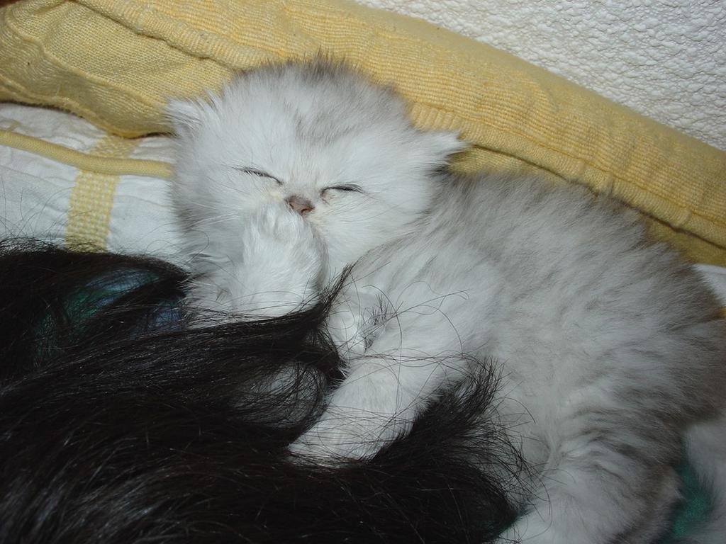 funny looking persian kitten.jpg
