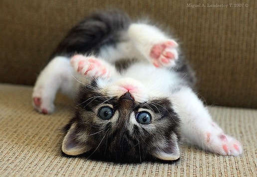 flexible persian kitten.jpg
