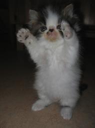 dancing persian kitten.jpg
