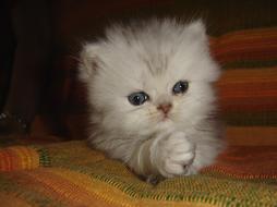 cute white persian kitten.jpg

