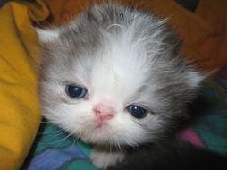 cute persian kitten photo.jpg
