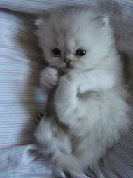 cute persian kitten in white.jpg
