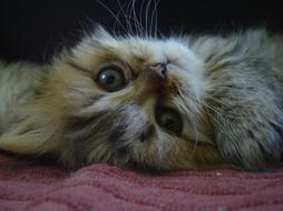 cute looking persian kitten.jpg
