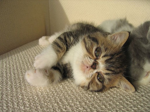 cute looking persian kitten in three tone colors.jpg
